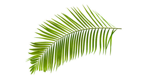 Close-up of palm leaves against white background