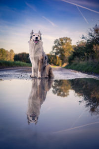 Dogs running in lake