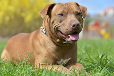 Portrait of dog on field