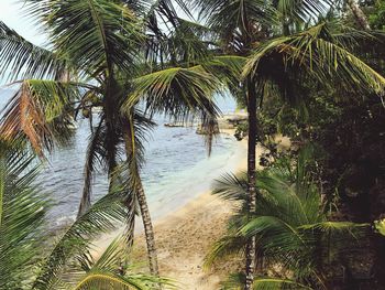 Palm trees on beach