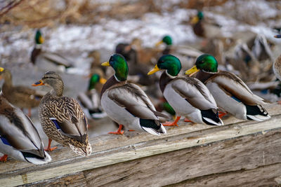 Flock of birds perching on wood
