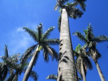 Low angle view of palm trees against blue sky