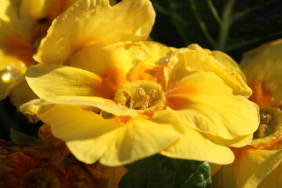 Close-up of yellow flower blooming outdoors