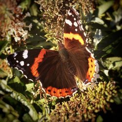 Close-up of butterfly on plant