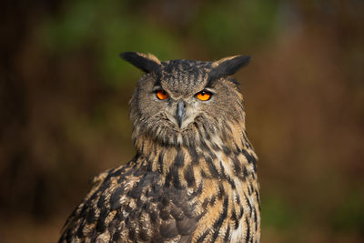 Close-up portrait of owl