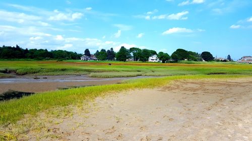 Scenic view of agricultural field against sky