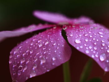 Close-up of raindrops on pink flower