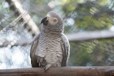 Close-up of eagle perching on railing