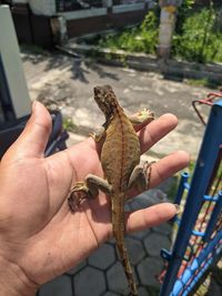 Midsection of person holding crab
