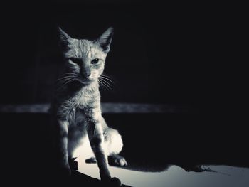 Portrait of cat against black background