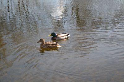 Ducks swimming in a lake