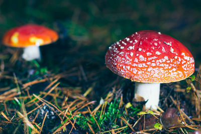 Close-up of fly agaric mushroom on field