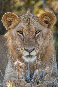 Close-up of male lion lying in bushes