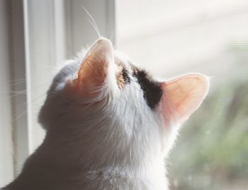 Close-up of cat looking away