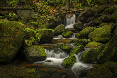 Scenic view of waterfall in forest