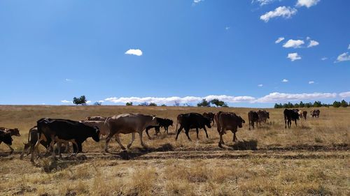 Cows grazing in the field