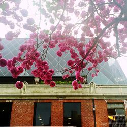 Low angle view of flowers on tree