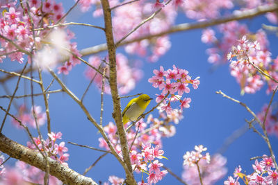 Close-up of pink flowers blooming on tree