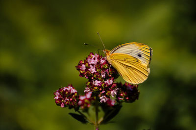 Close-up of butterfly pollinating on flower