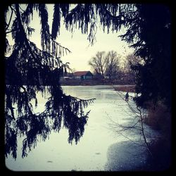 Reflection of trees in water