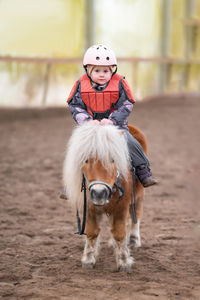 Close-up of horse standing on field