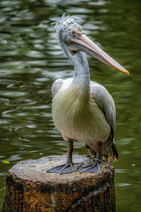 Close-up of pelican perching on wooden post in lake