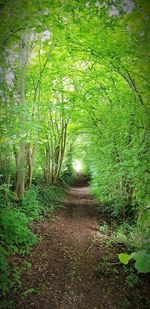 Trail amidst trees in forest