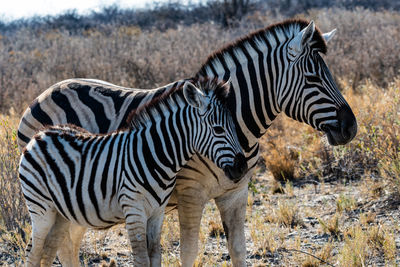 Zebra standing on land