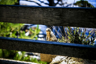 Low angle view of wooden pole