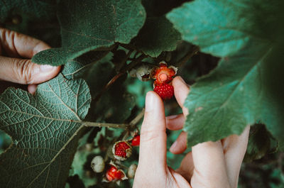 Midsection of man holding strawberry