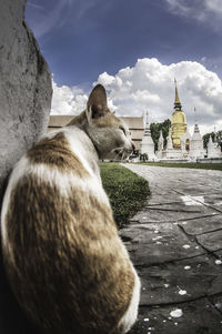 Close-up of dog sitting by temple against sky