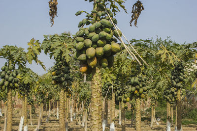 Fruits growing on tree against sky