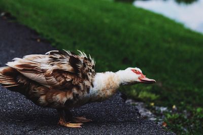 Close-up of duck on road