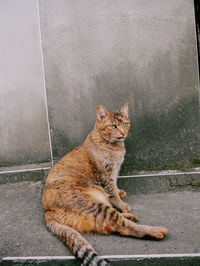 animal