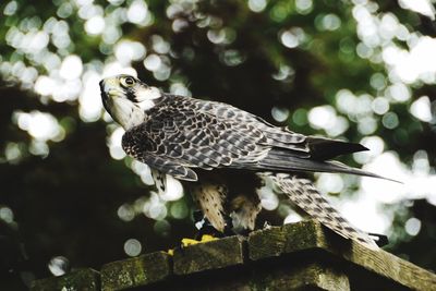 Close-up of bird perching on tree