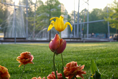 Close-up of flowers in the park