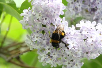 Close-up of honey bee pollinating on white flower