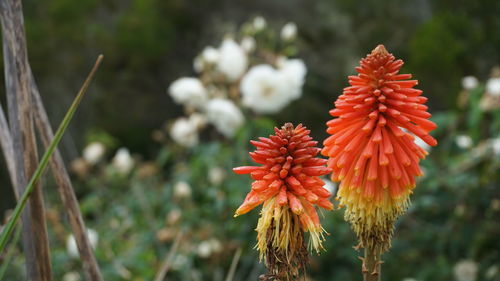 Close-up of red flowering plant