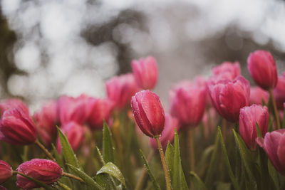 Close-up of pink tulips