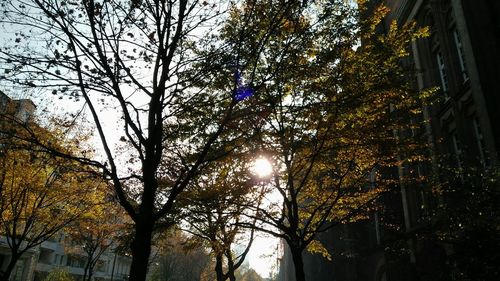 Low angle view of trees against sky