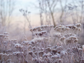 Close-up of dry plants on field during winter