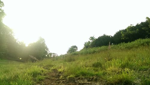Trees on field against clear sky