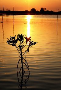 Silhouette plant by lake against orange sky