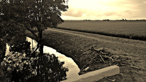 Scenic view of field against sky