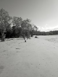 Birds on beach against clear sky