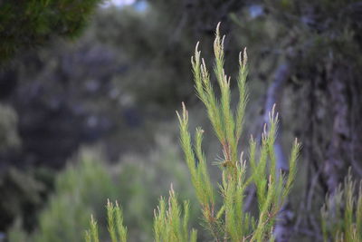 Close-up of plants growing on field