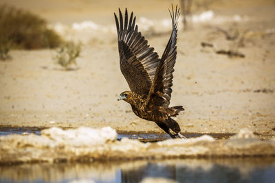 Close-up of bird flying over beach