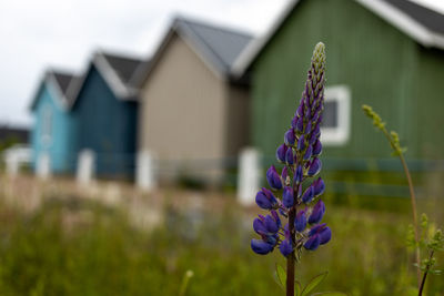 Close-up of purple flowering plant with buildings in background