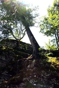 Trees in forest