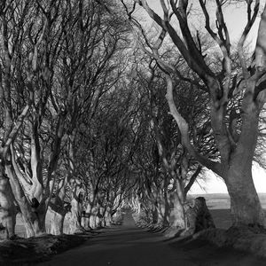 Road amidst bare trees in park